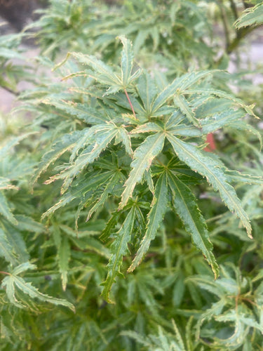 Acer palmatum 'Lily pad' Variegated Dwarf Japanese Maple - Maple Ridge Nursery
